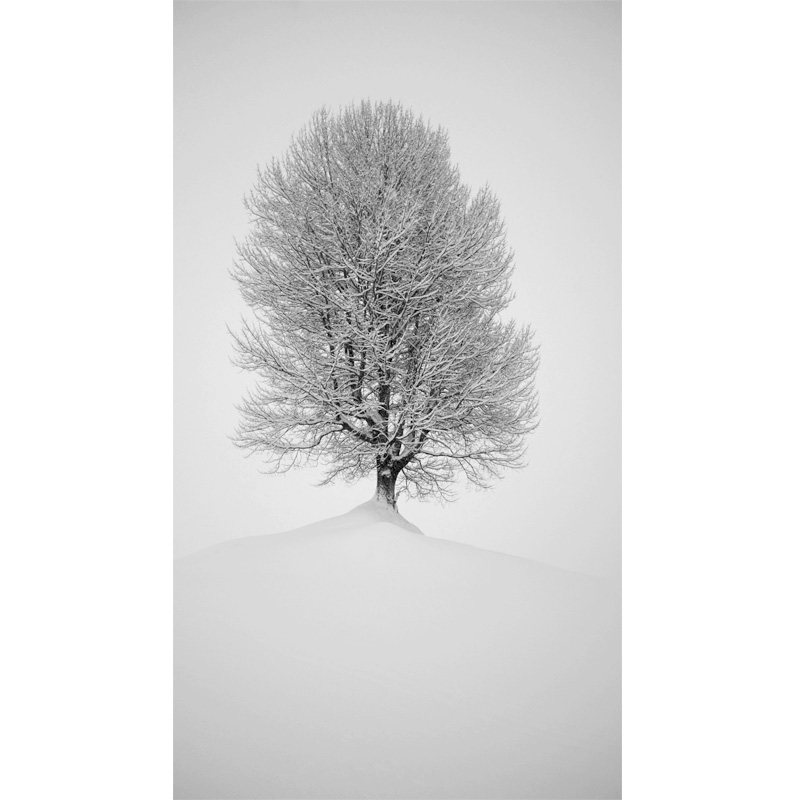 Michael Stacey Art - The Magic Tree